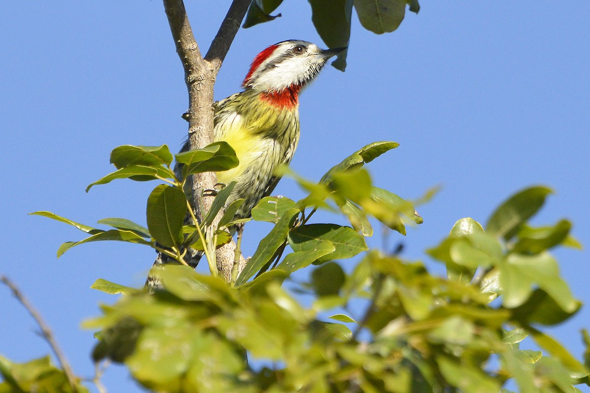 Cuban Green Woodpecker - Tom Heijnen