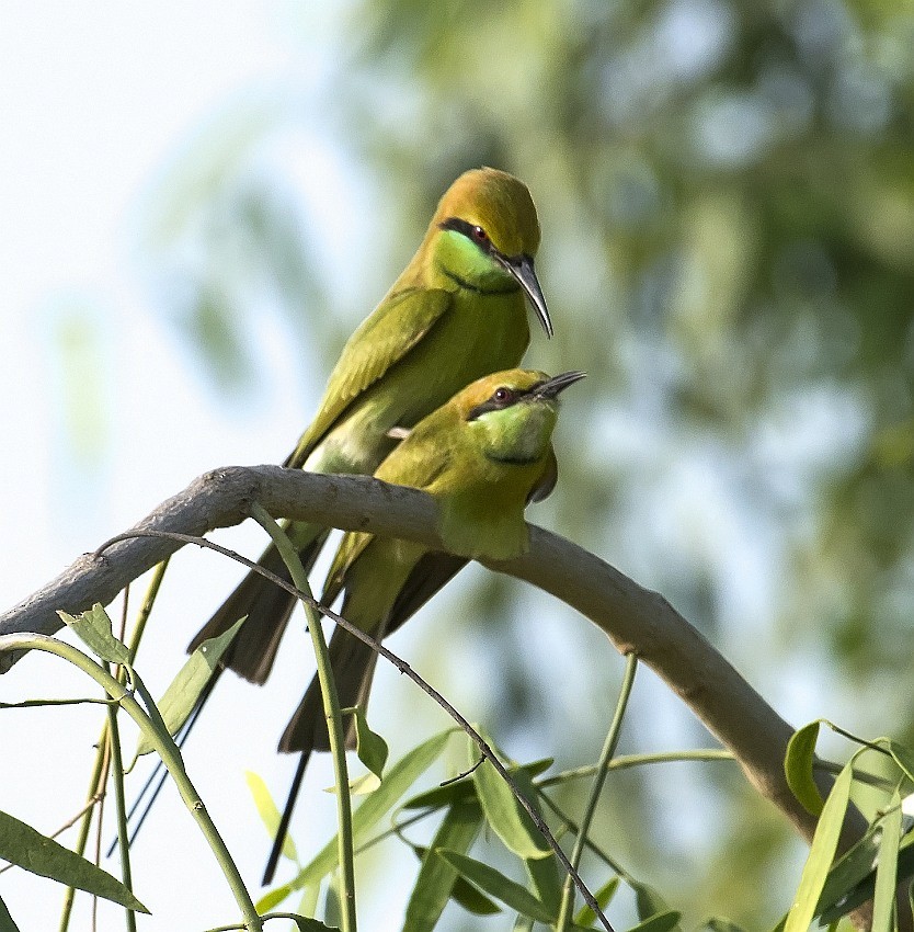 Asian Green Bee-eater - jaysukh parekh Suman