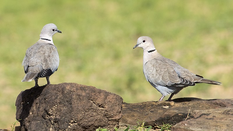 Eurasian Collared-Dove - jaysukh parekh Suman