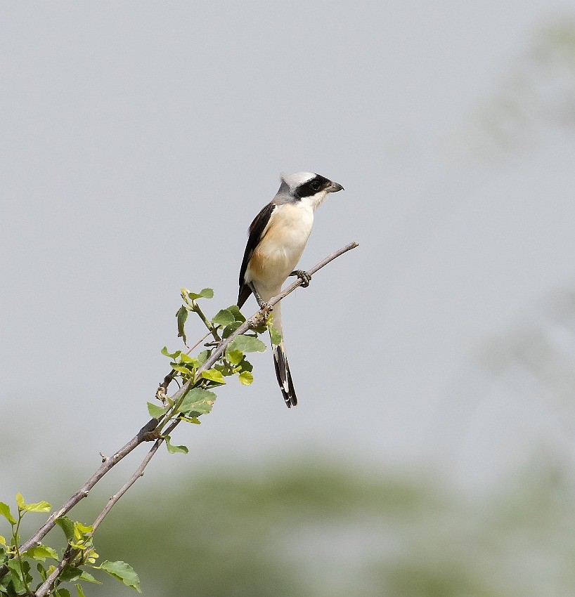 Long-tailed Shrike - jaysukh parekh Suman