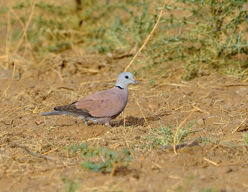 Red Collared-Dove - ML204146121