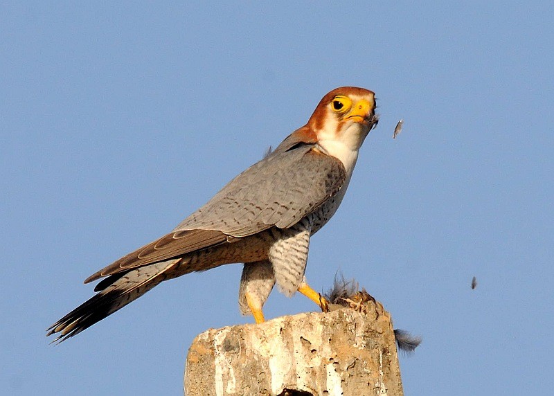 Red-necked Falcon (Asian) - jaysukh parekh Suman