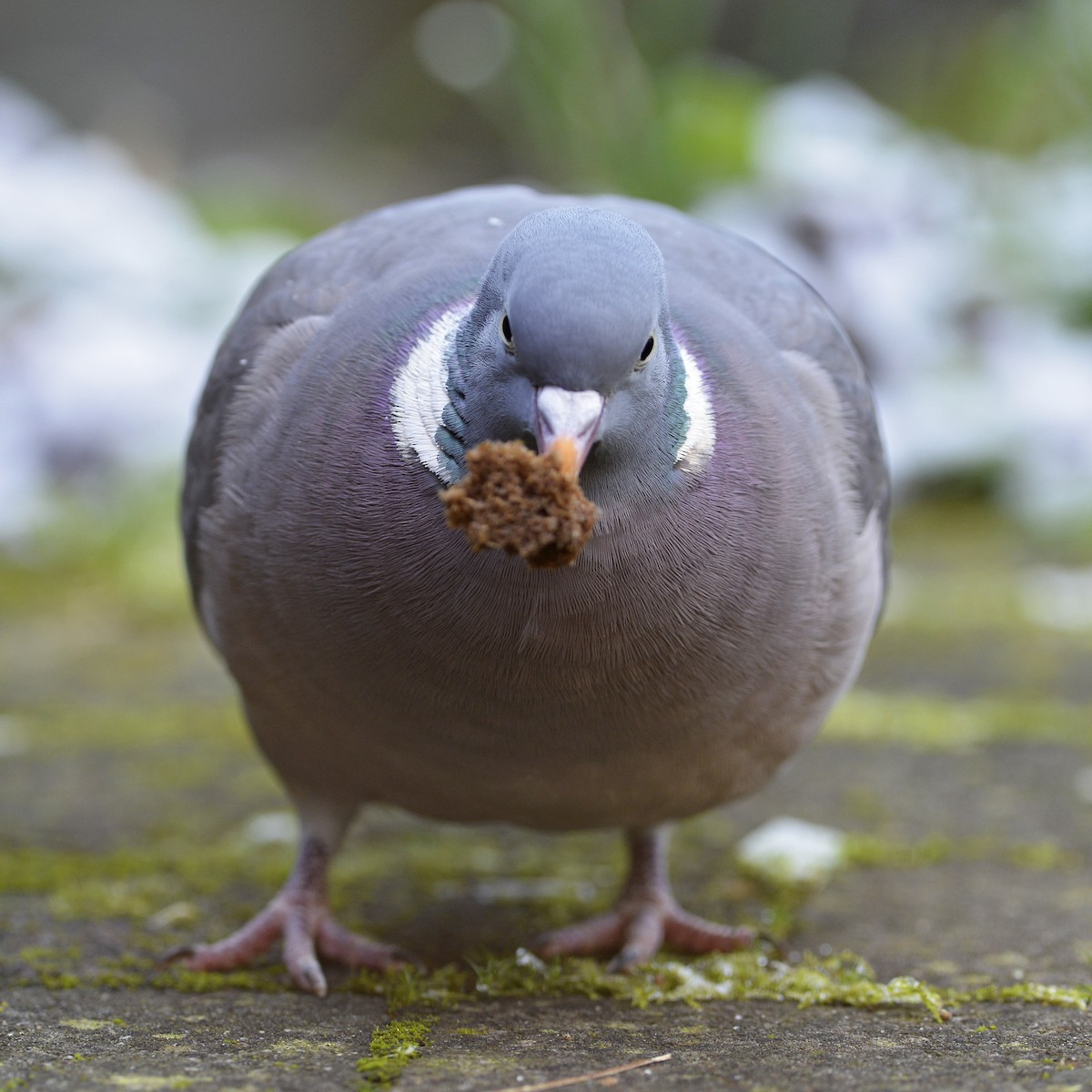Common Wood-Pigeon (White-necked) - Tom Heijnen