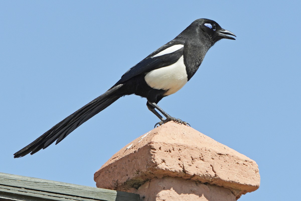 Maghreb Magpie - ML204146821