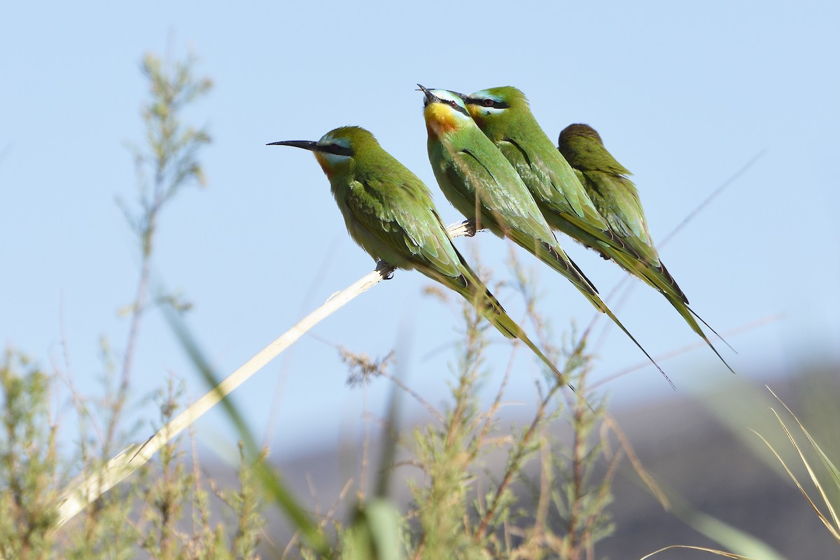 Blue-cheeked Bee-eater - Tom Heijnen
