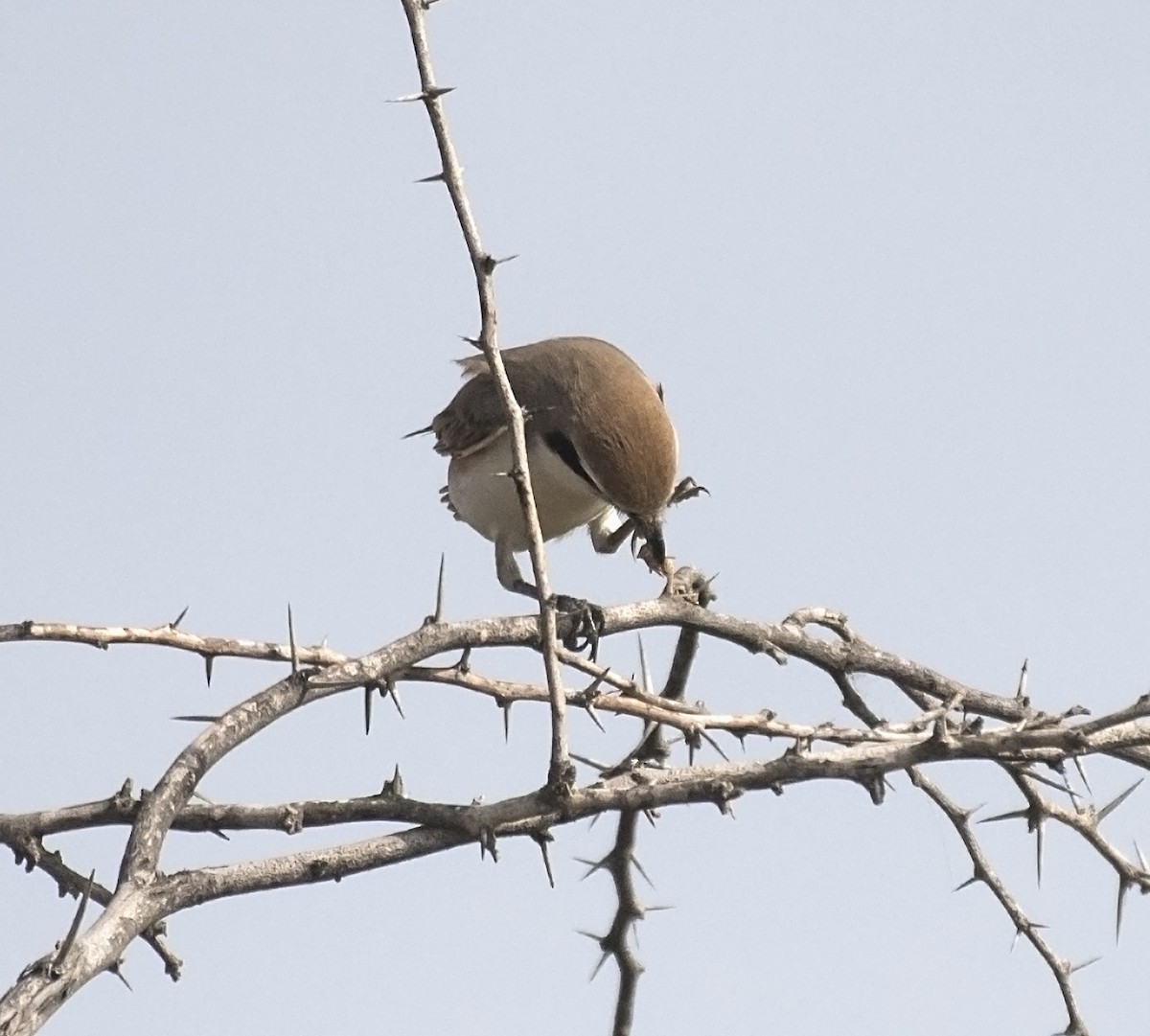 Red-tailed Shrike - jaysukh parekh Suman