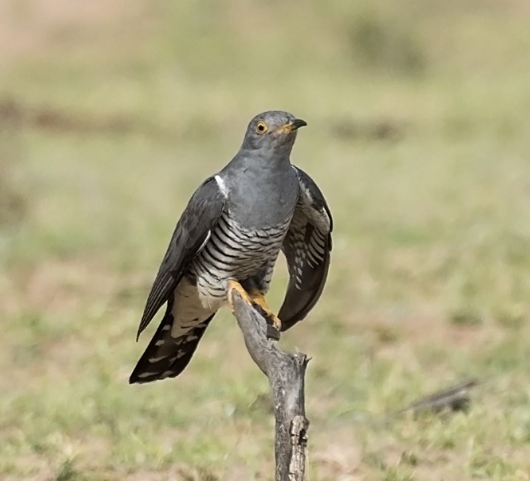 Common Cuckoo - jaysukh parekh Suman