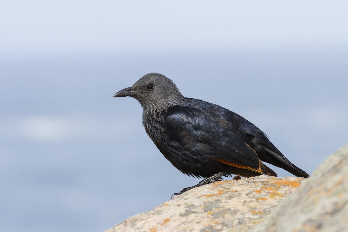 Red-winged Starling - ML20414791