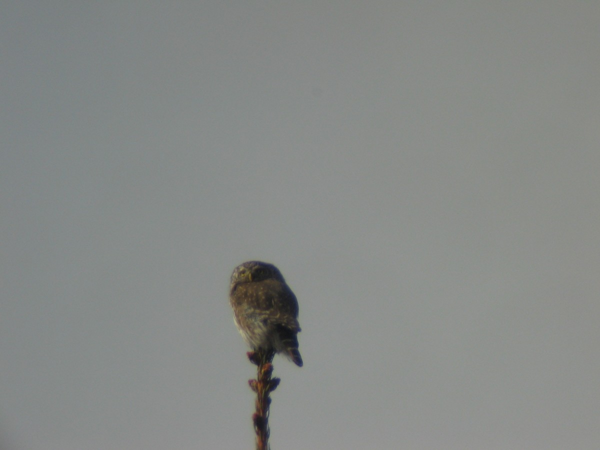 Eurasian Pygmy-Owl - ML204148271