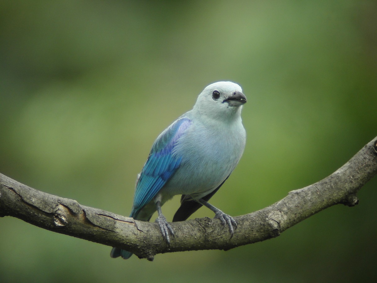 Blue-gray Tanager (Blue-gray) - ML204148431