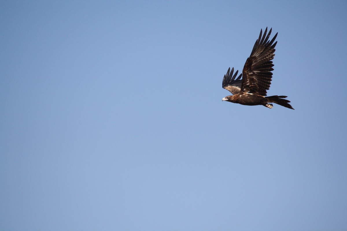 Wedge-tailed Eagle - Garry  Adcock