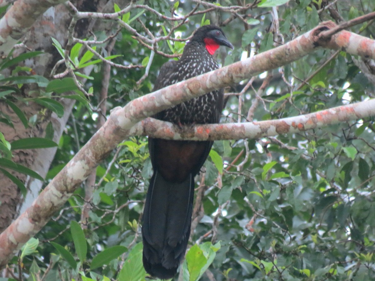 Crested Guan - ML204148641