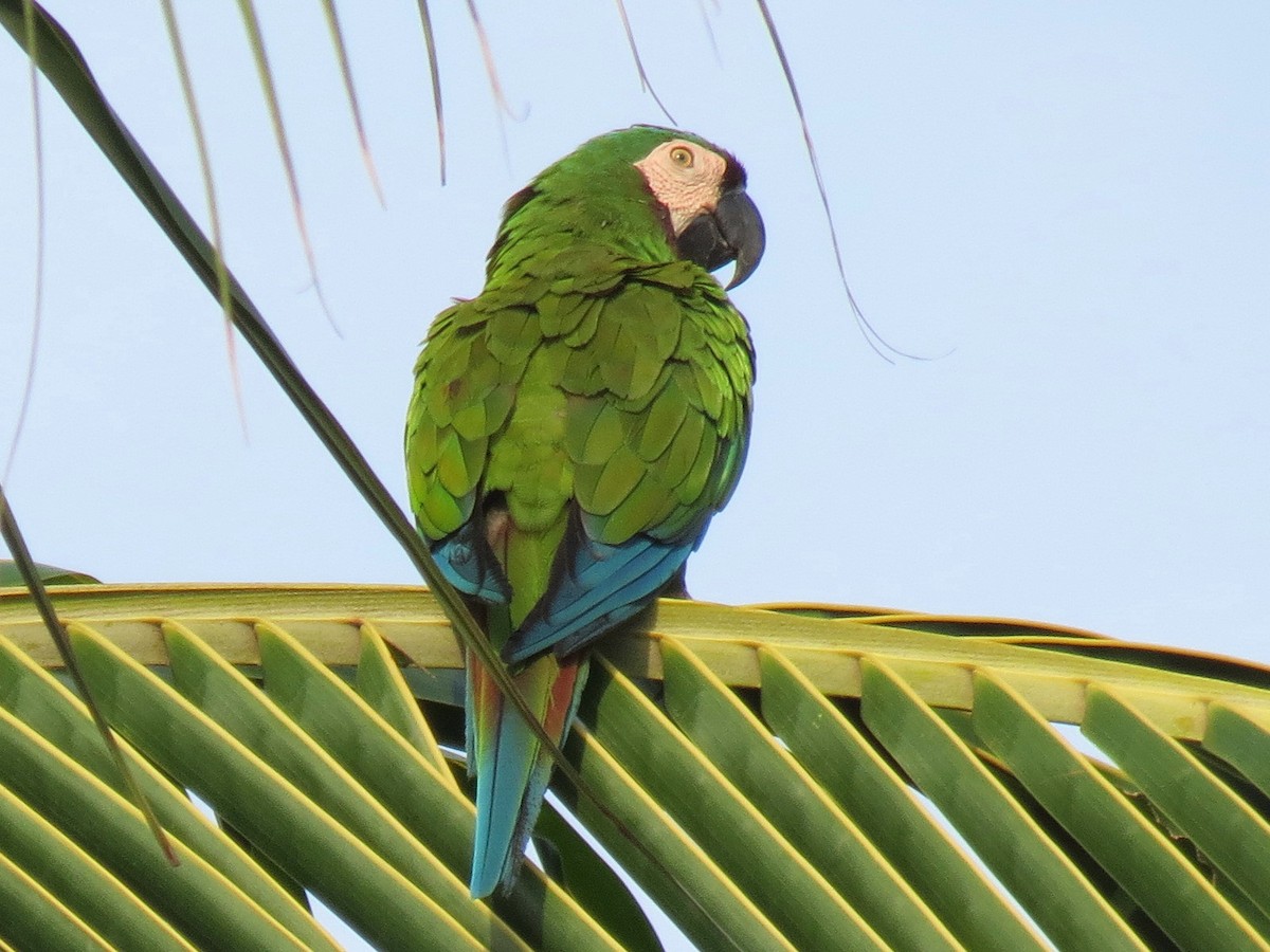 Chestnut-fronted Macaw - Thore Noernberg