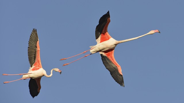 Definitive Basic Greater Flamingos - Greater Flamingo - 