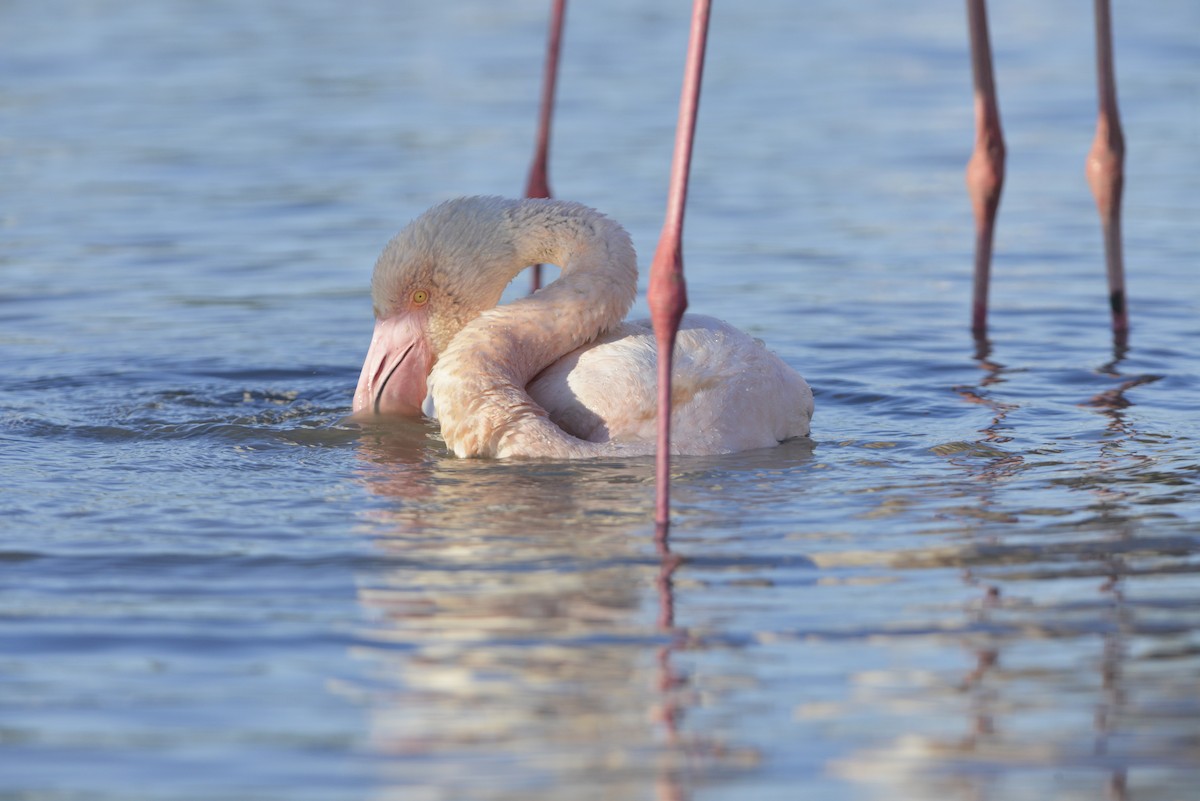 Greater Flamingo - Tom Heijnen