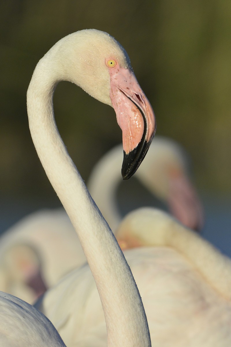 Greater Flamingo - ML204148961