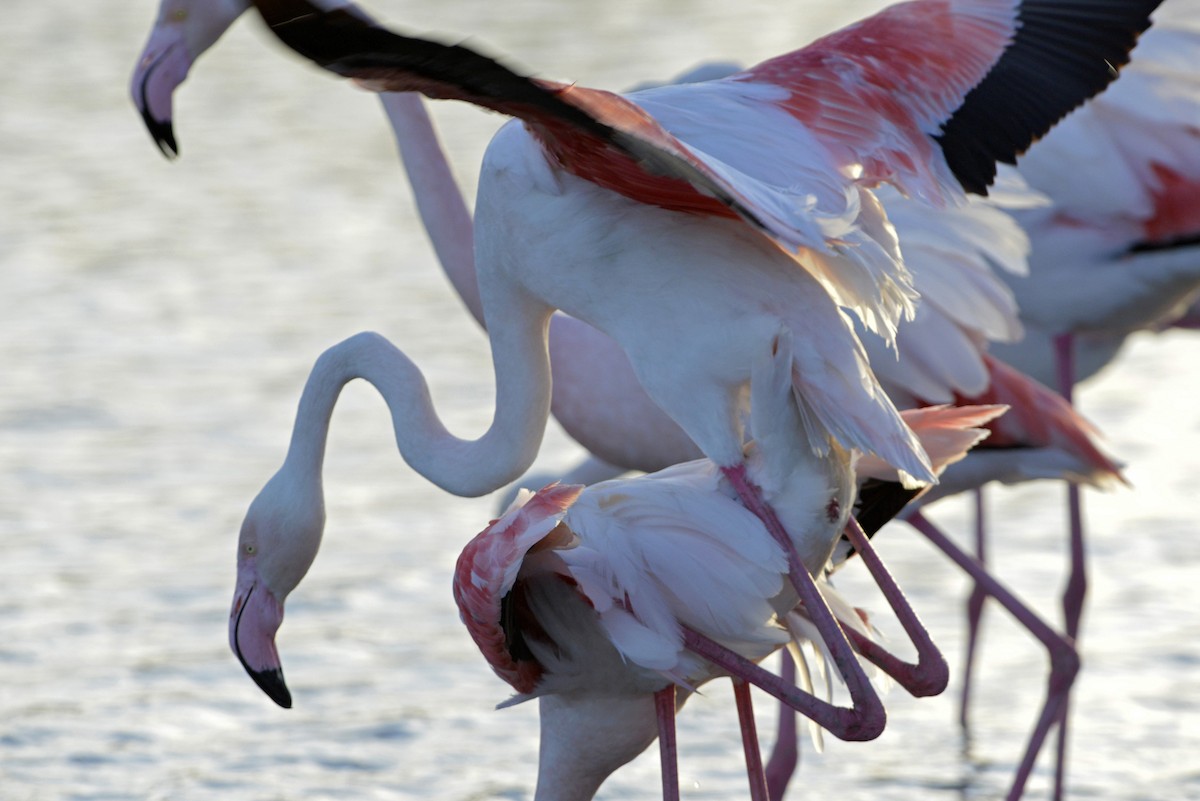 Greater Flamingo - Tom Heijnen