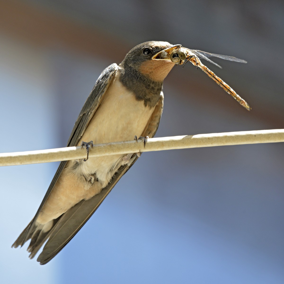 Barn Swallow (White-bellied) - Tom Heijnen
