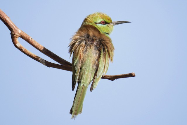 ミドリハチクイ Viridissimus グループ Ebird