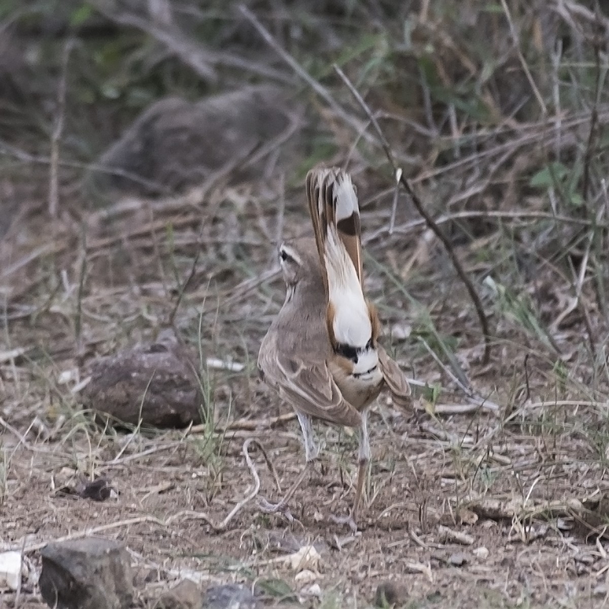 Rufous-tailed Scrub-Robin - jaysukh parekh Suman