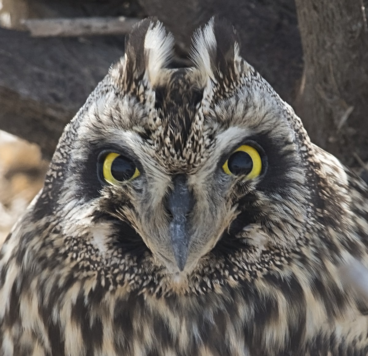 Short-eared Owl - jaysukh parekh Suman