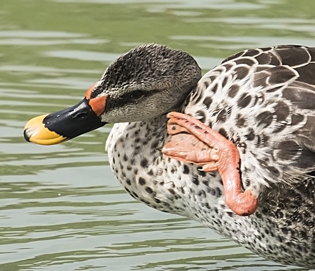Indian Spot-billed Duck - jaysukh parekh Suman