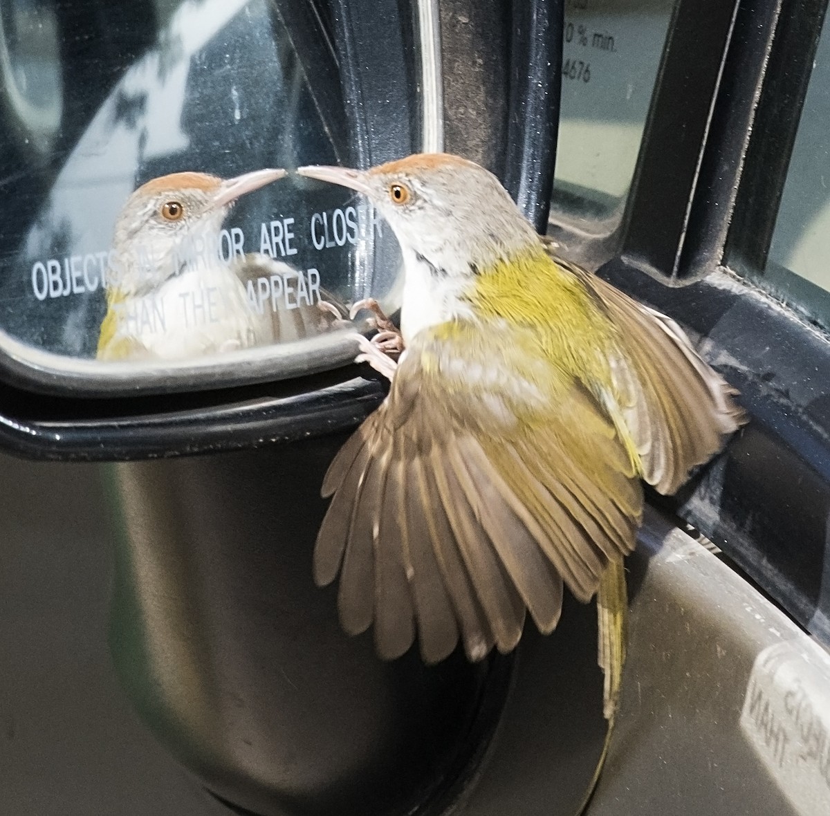 Common Tailorbird - jaysukh parekh Suman