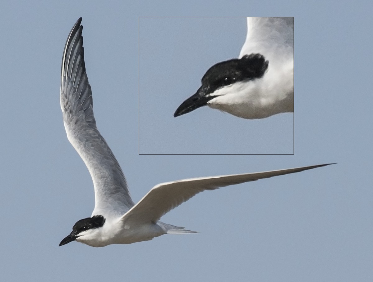 Gull-billed Tern - jaysukh parekh Suman