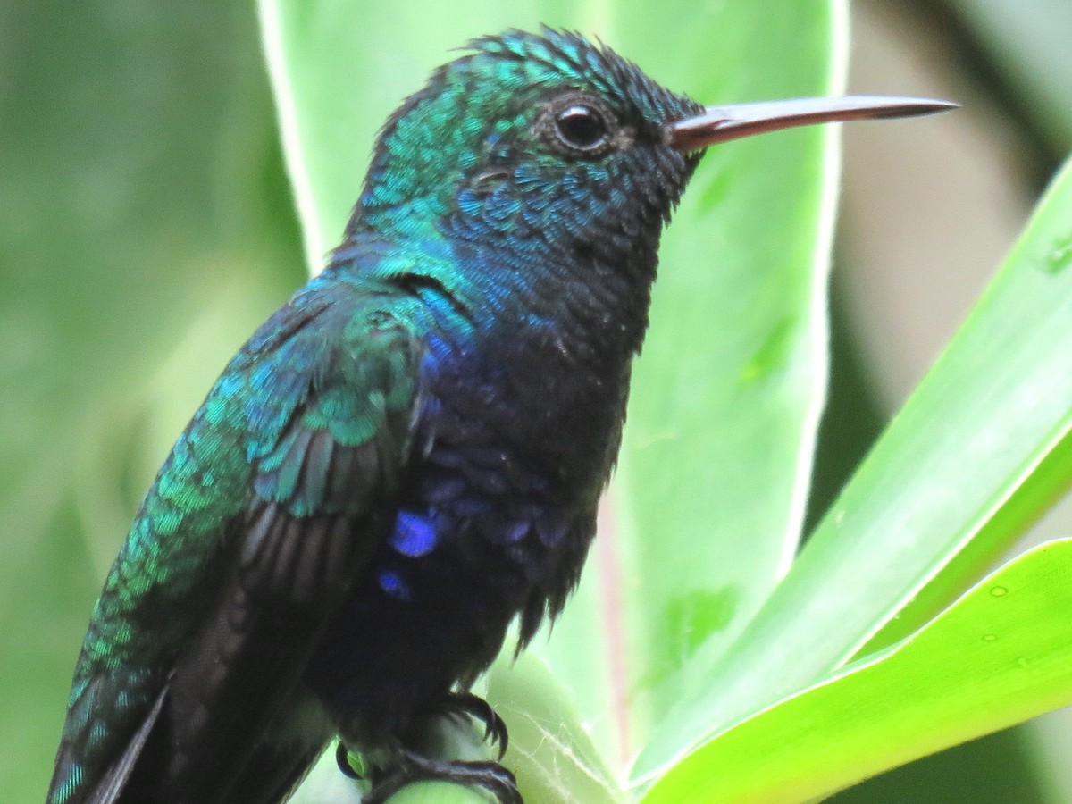 Violet-bellied Hummingbird - Thore Noernberg