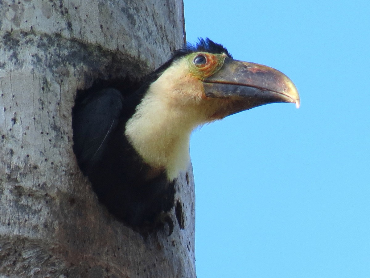 White-throated Toucan (Red-billed) - ML204150741