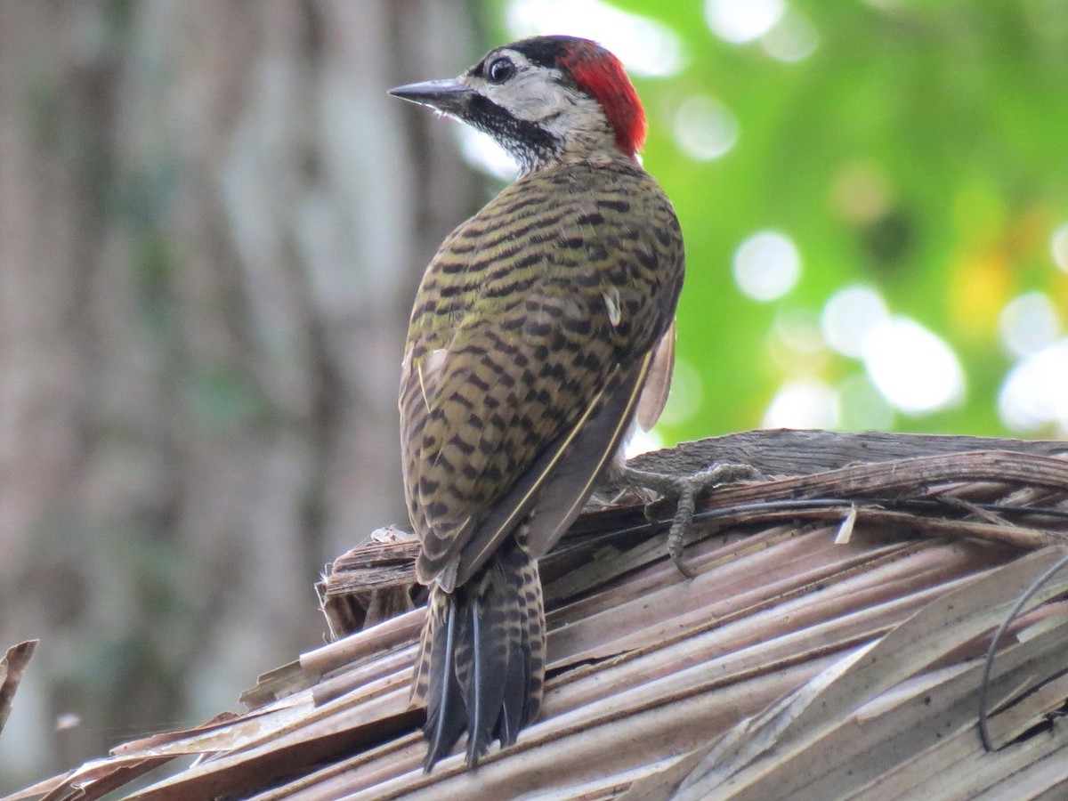 Spot-breasted Woodpecker - Thore Noernberg