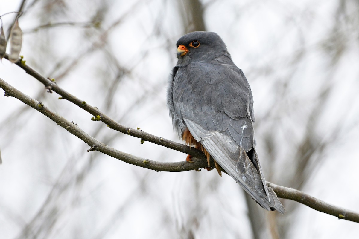 Red-footed Falcon - Tom Heijnen
