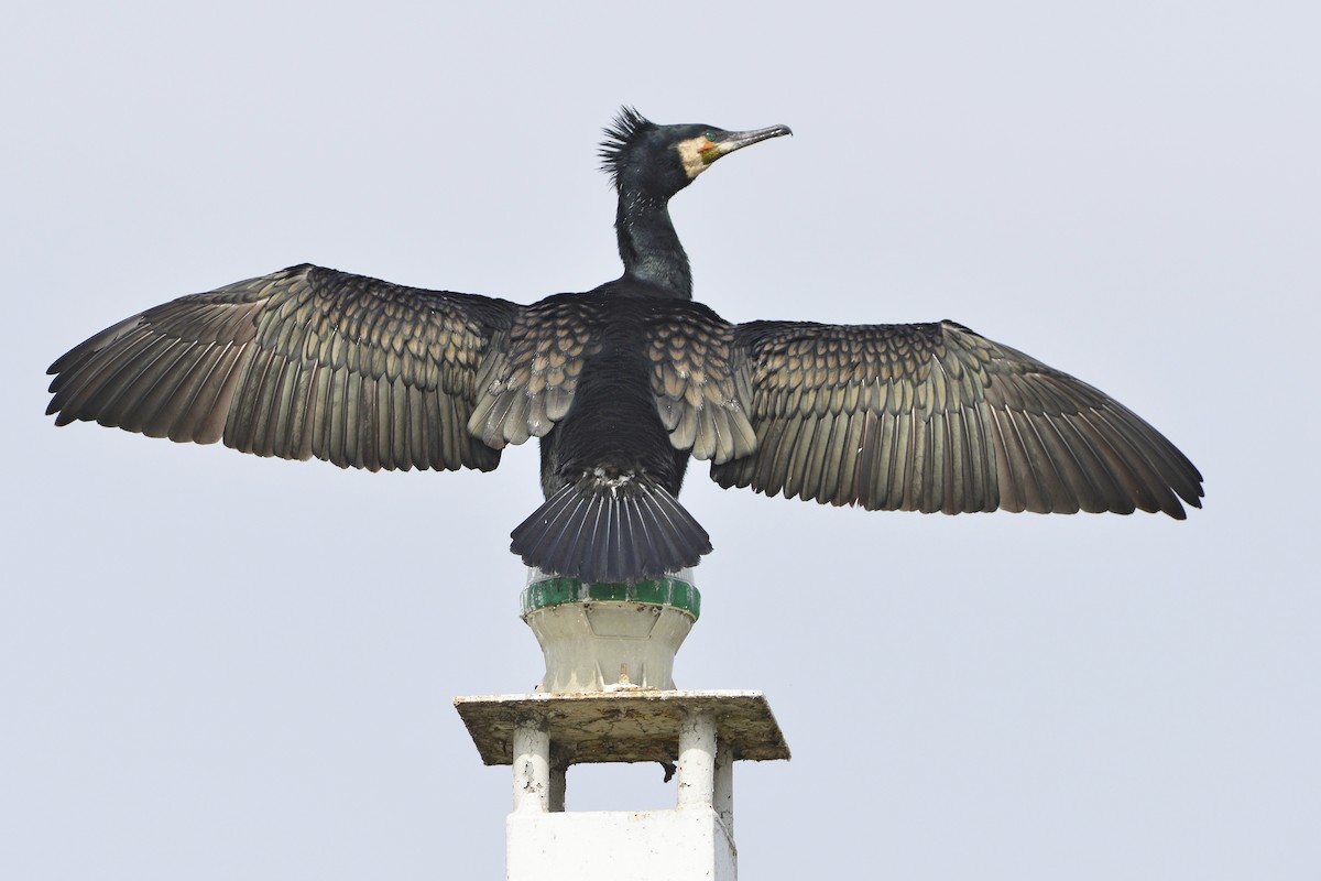 Great Cormorant (North Atlantic) - Tom Heijnen