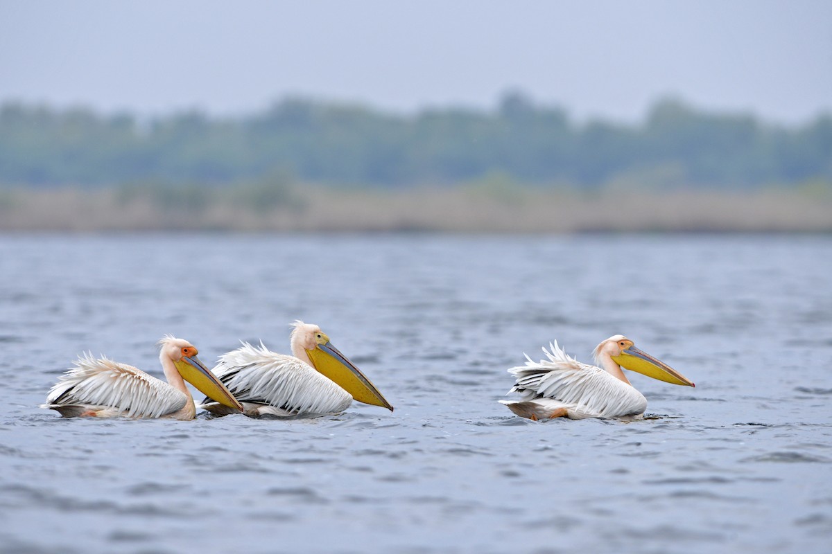 Great White Pelican - Tom Heijnen