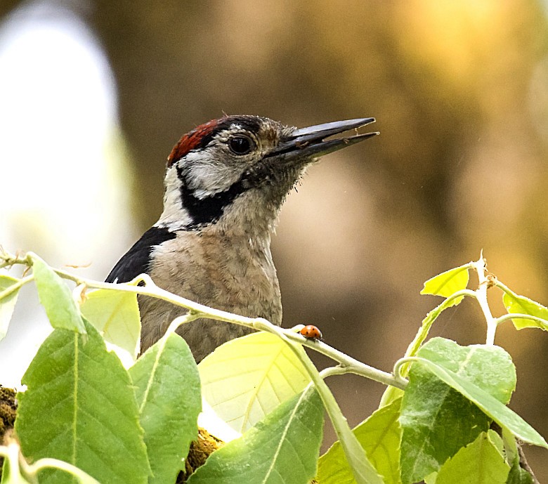 Himalayan Woodpecker - jaysukh parekh Suman