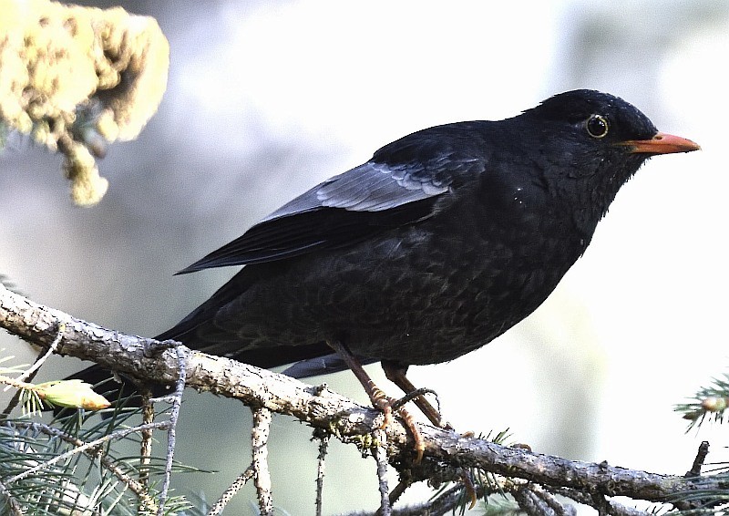Gray-winged Blackbird - jaysukh parekh Suman