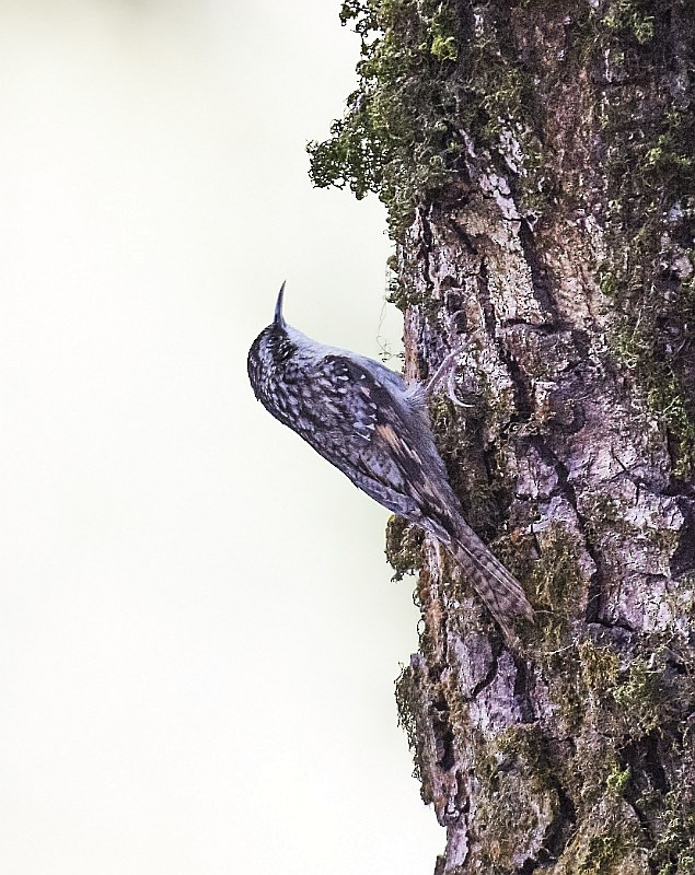 Bar-tailed Treecreeper - jaysukh parekh Suman
