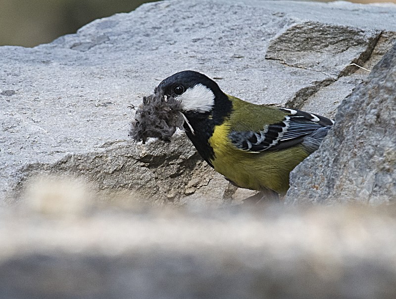 Green-backed Tit - ML204152371