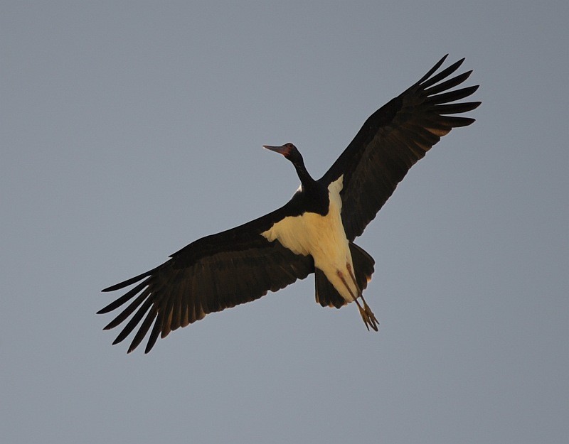 Black Stork - jaysukh parekh Suman