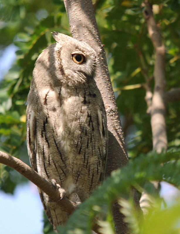 Pallid Scops-Owl - jaysukh parekh Suman