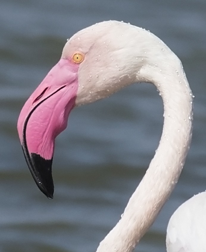 Greater Flamingo - jaysukh parekh Suman