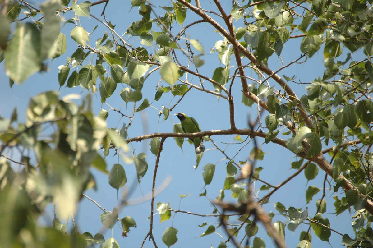 Golden-fronted Leafbird - jaysukh parekh Suman