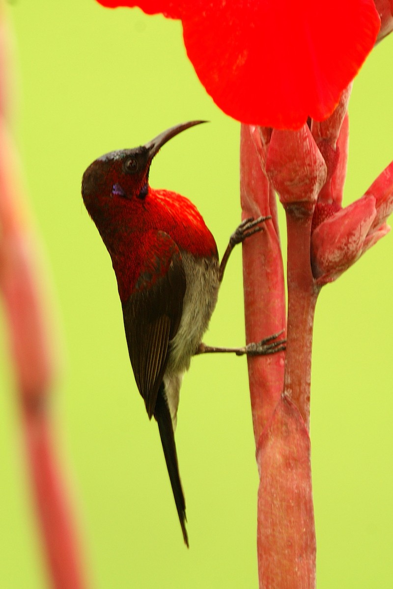 Crimson Sunbird - jaysukh parekh Suman
