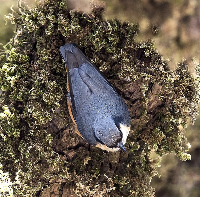 White-tailed Nuthatch - ML204154001