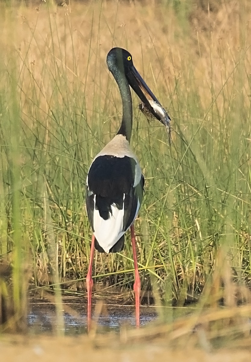 Black-necked Stork - jaysukh parekh Suman