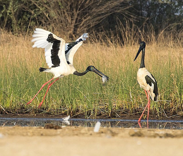 Black-necked Stork - jaysukh parekh Suman