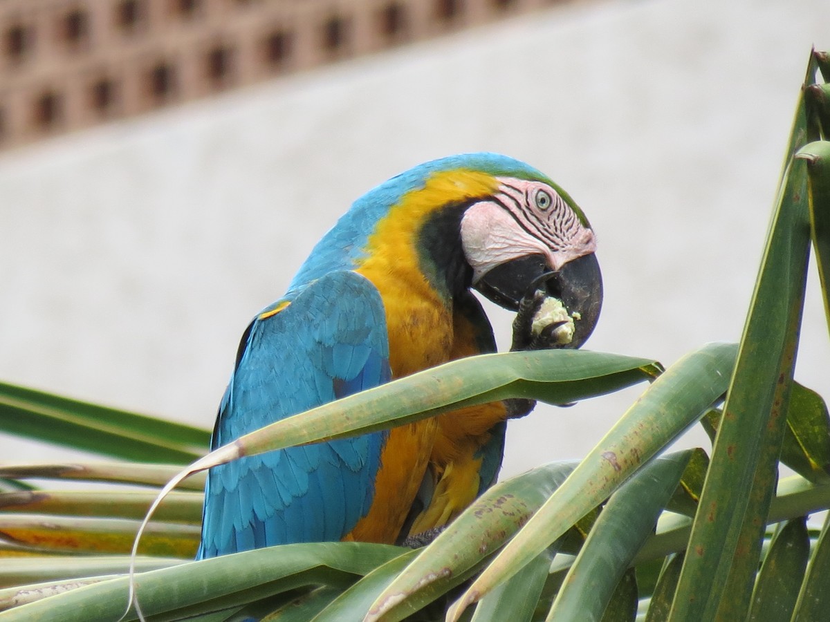 Blue-and-yellow Macaw - Thore Noernberg