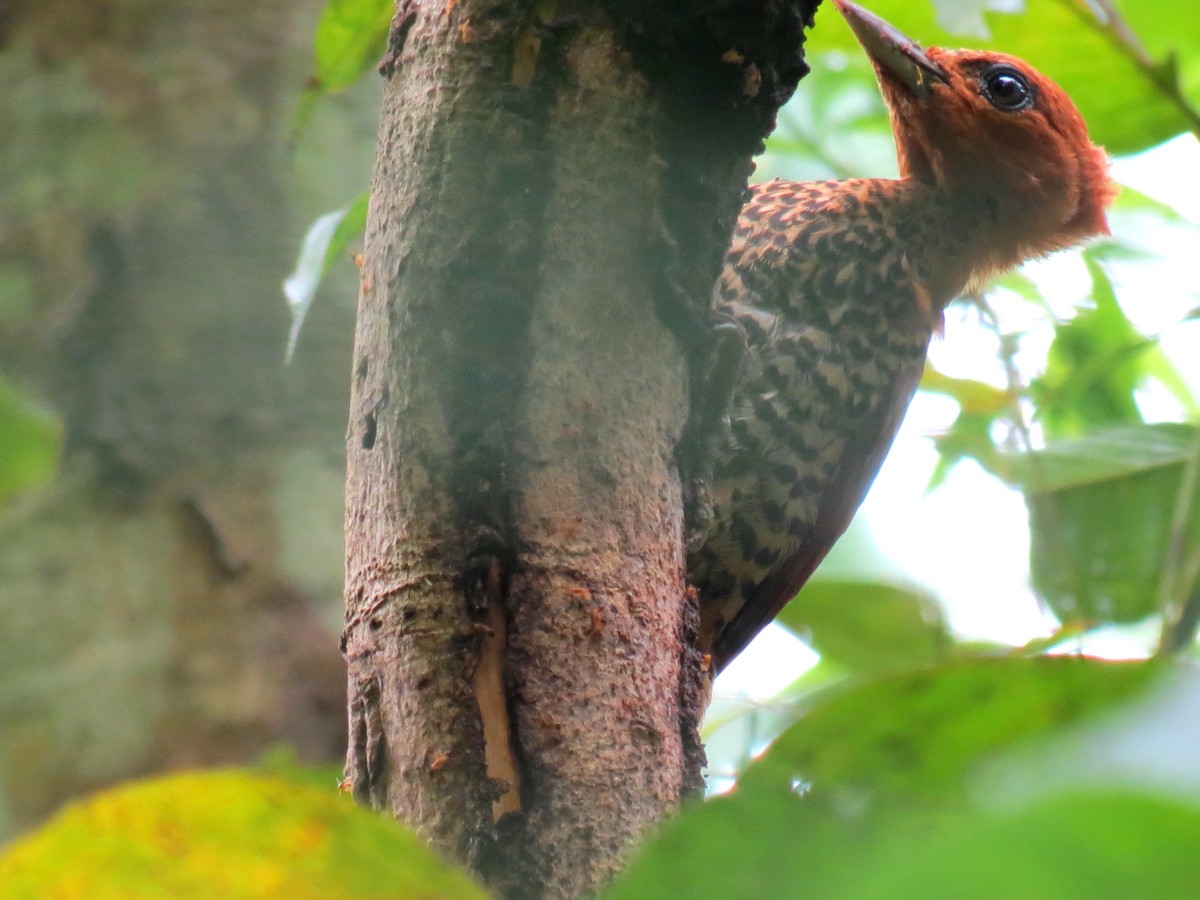 Cinnamon Woodpecker - Thore Noernberg