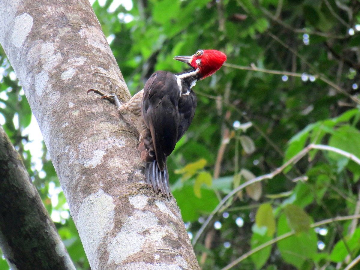 Crimson-crested Woodpecker - Thore Noernberg