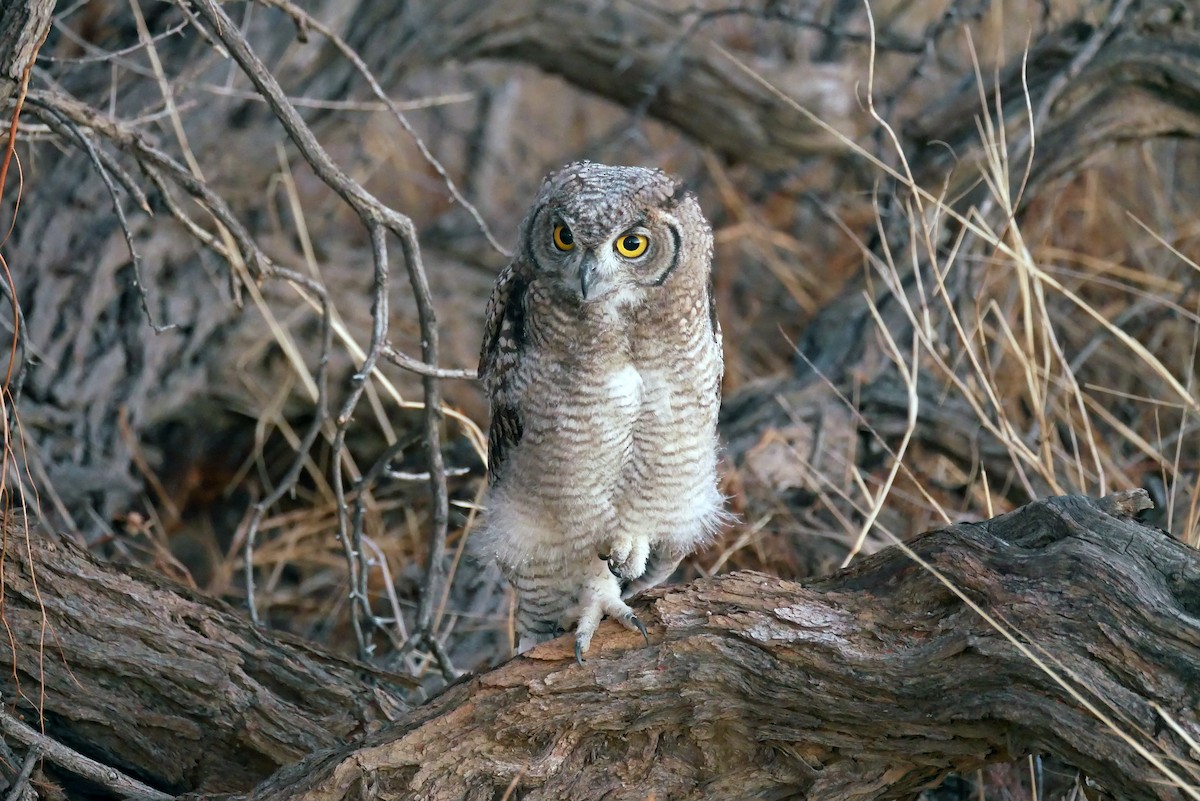 Spotted Eagle-Owl - ML204155141